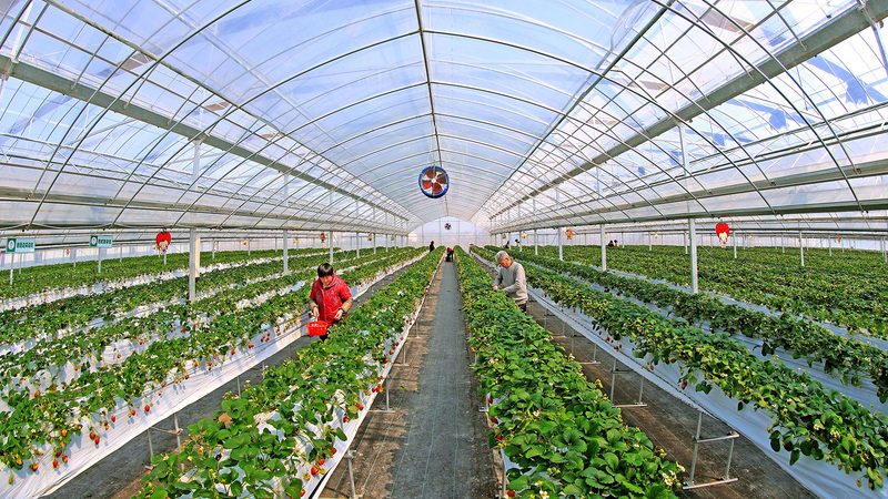 与传统农业生产方式相比，智慧农业种植系统具有以下优势：