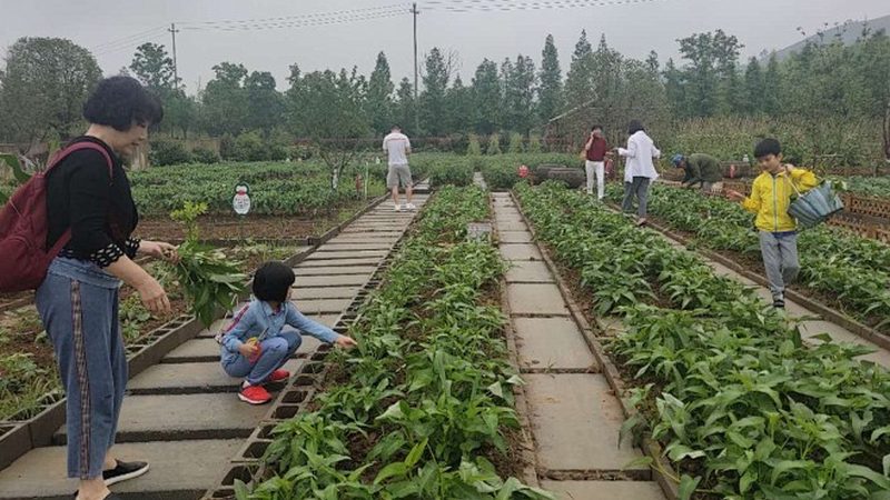 种植技术书籍：批发渠道与选书指南