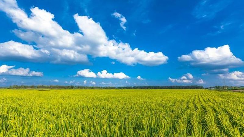 智慧农业传感器：2025年的价格与选择要点