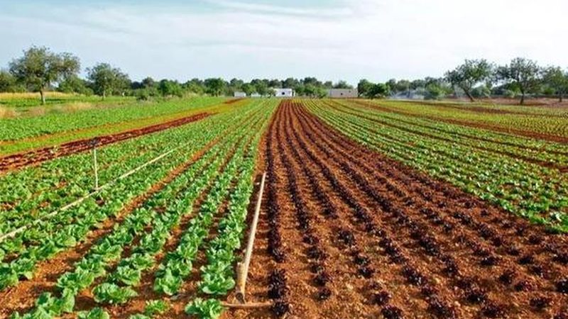 果蔬配送合同：规范流程与关键要素解析