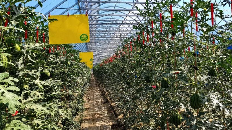 如何选择优质中国农业种植公司？**